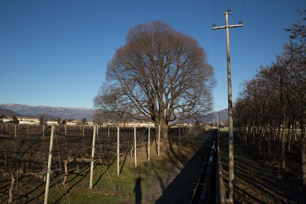 Crocetta del Montello Al Bagolaro Bed & Breakfast エクステリア 写真