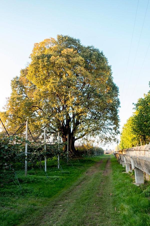 Crocetta del Montello Al Bagolaro Bed & Breakfast エクステリア 写真