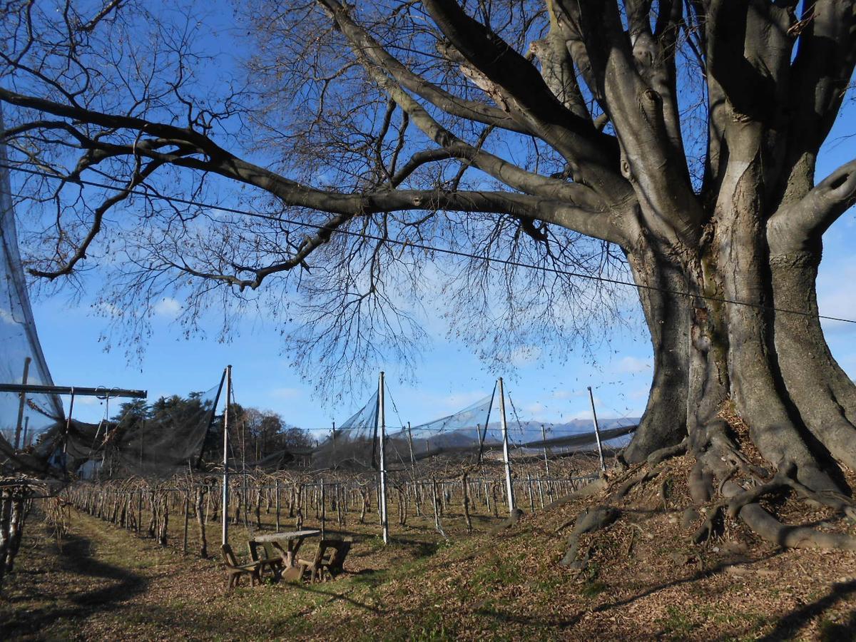 Crocetta del Montello Al Bagolaro Bed & Breakfast エクステリア 写真